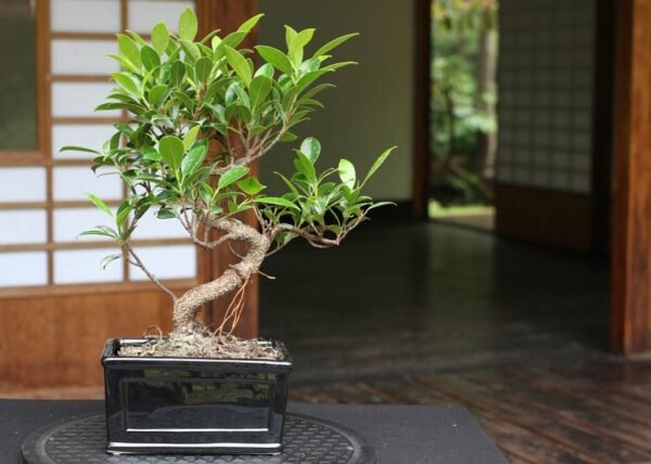🌿 Ficus Retusa Bonsai Tree – Live Plant in Pot