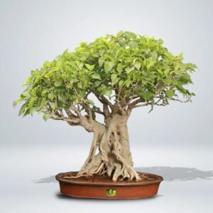 Bonsai Tree