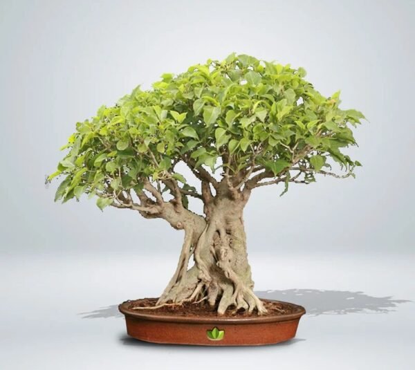 🌳 Peepal Bonsai Tree – Sacred Ficus Religiosa (Indoor/Outdoor)
